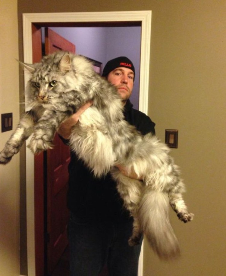 Менкуй кошка