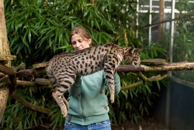 Коты большие породы Мейн кун