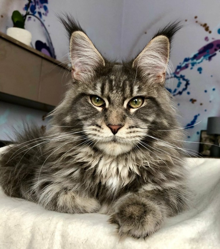 Кошка Мейн кун