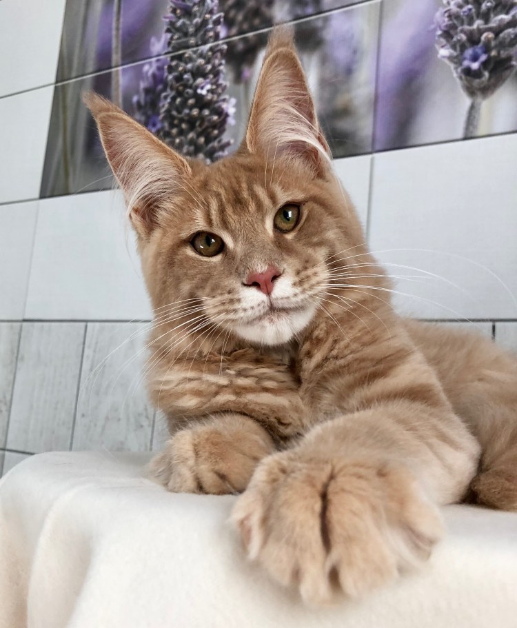 Большие коты Мейн кун