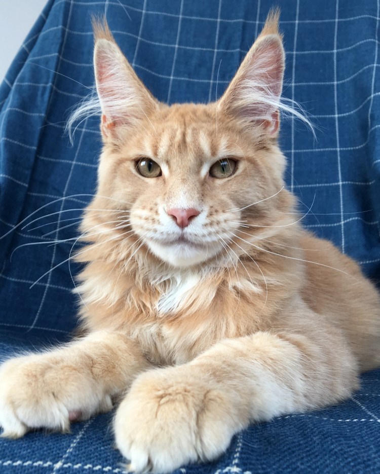 Кот породы Мейн кун