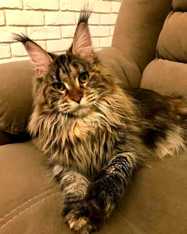 Гигантский кот Мейн кун