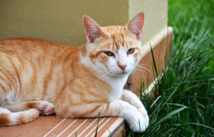 Бразильская короткошерстная кошка рыжая цейлонская
