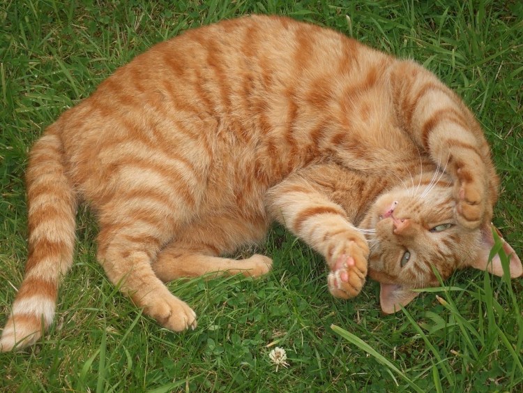 Тигровый макрелевый табби рыжий