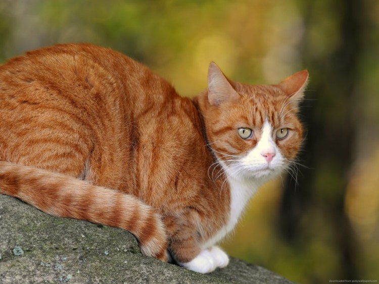 Макрелевый табби рыжий