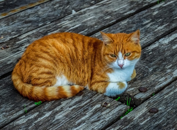 Европейский короткошерстный кот рыжий