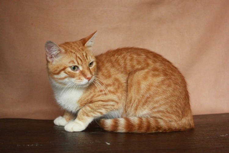Европейская короткошерстная кошка рыжая