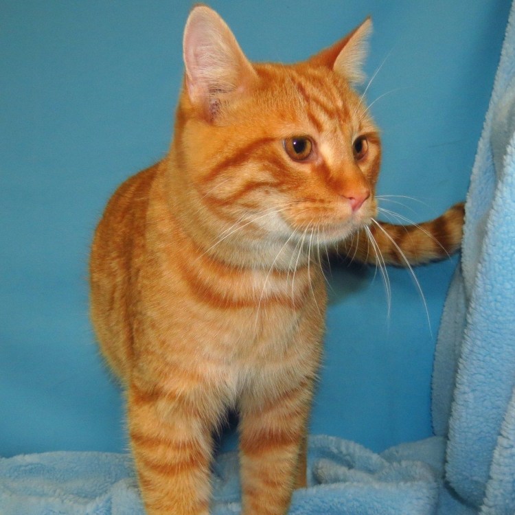 Макрелевый табби рыжий