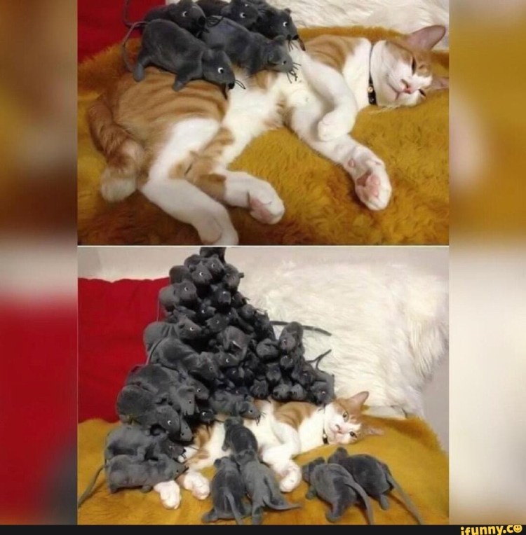 Спаривание котов