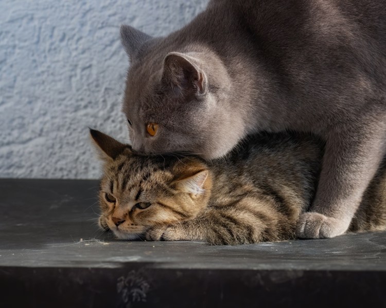 Коты занимаются