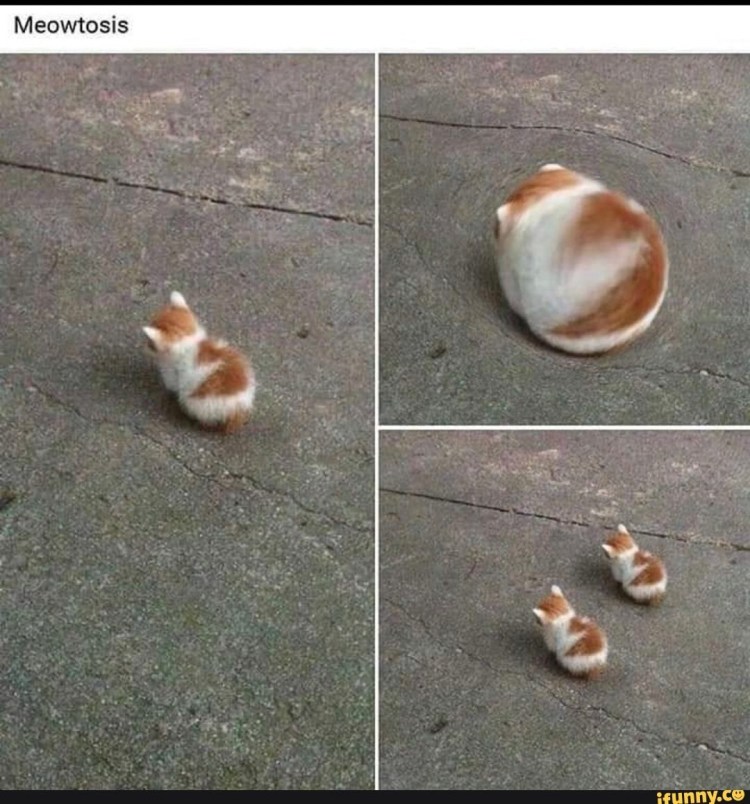 Спаривание котов