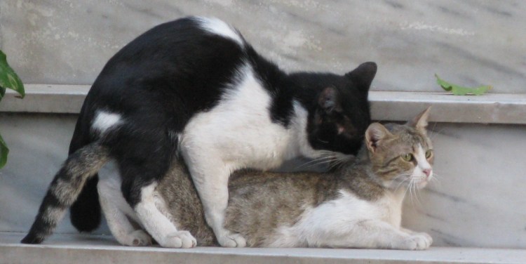 Четыре кота