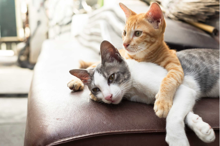 Кот на сканере