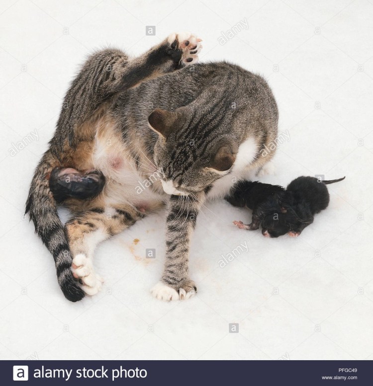 Смешные Рисованные комиксы