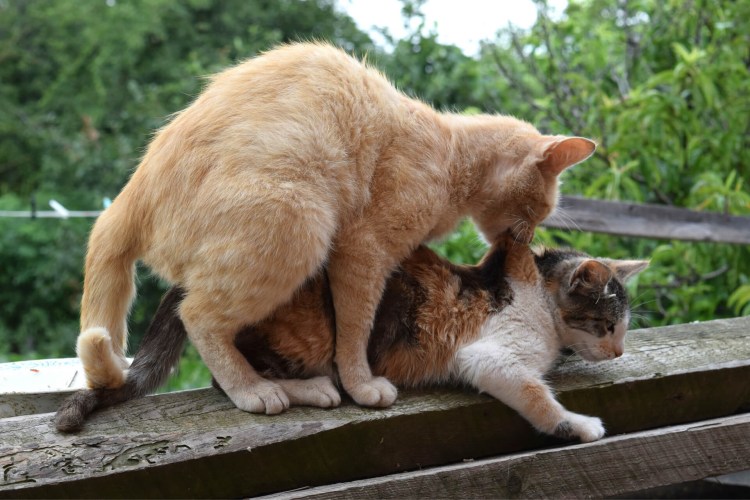 Коты спариваются