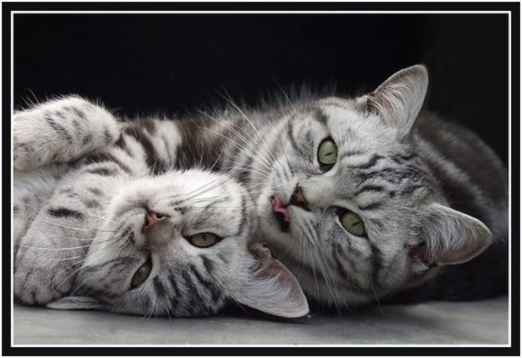 Кошки занимаются