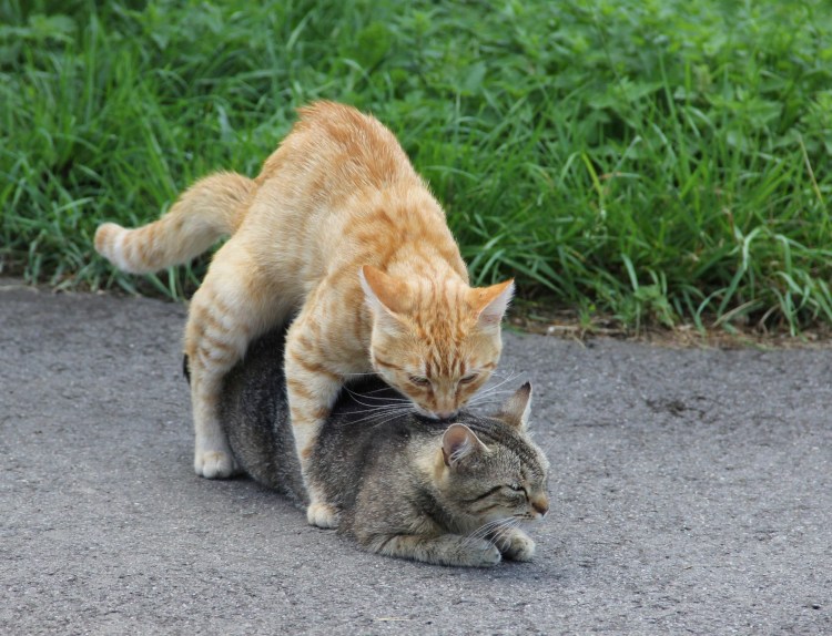 Спаривание котов