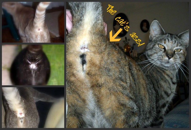 Кошки спариваются