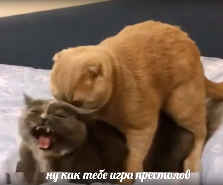 Трогательные животные