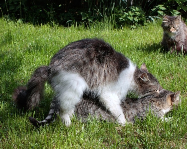 Кошки размножаются