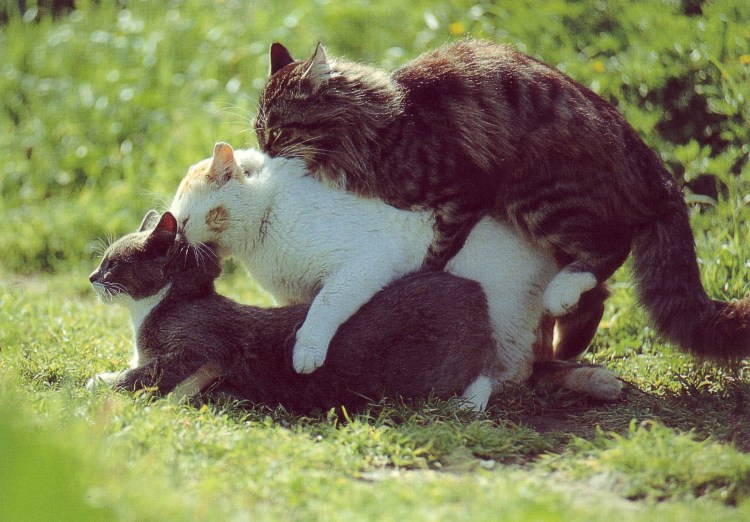 Коты втроем