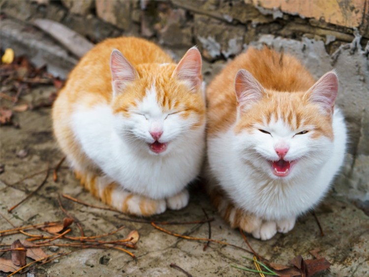 Дружелюбные коты