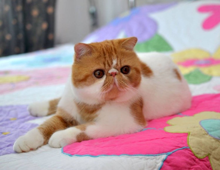 Кошки экзоты короткошерстные