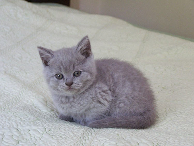 Британские котята прямоухие серые