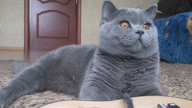 Шотландский скоттиш страйт полосатый