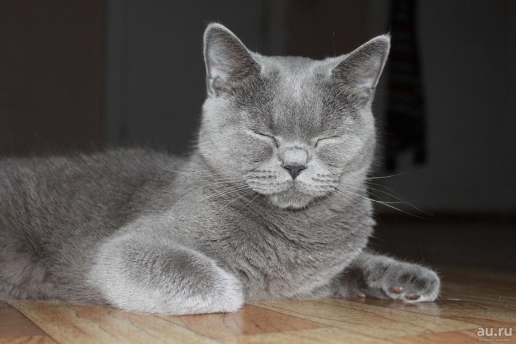 Шотландская голубая кошка прямоухая
