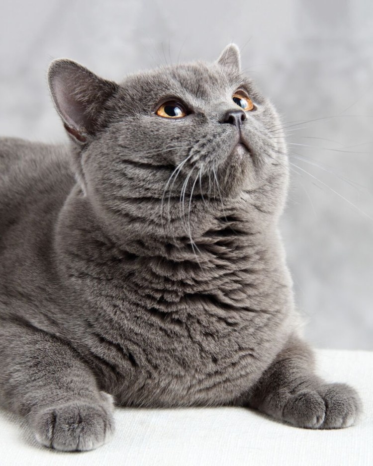Кошка Шотландская прямоухая короткошерстная серая