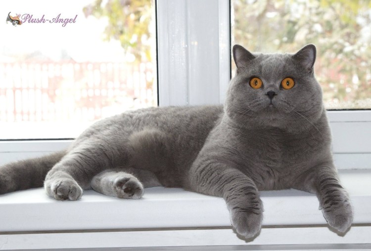 Шотландский скотишройт серый