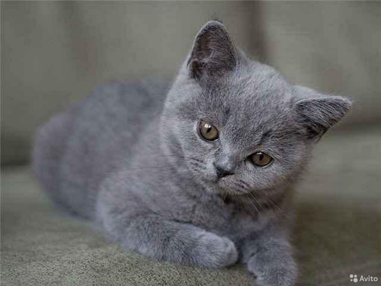 Шотландский кот прямоухий скоттиш