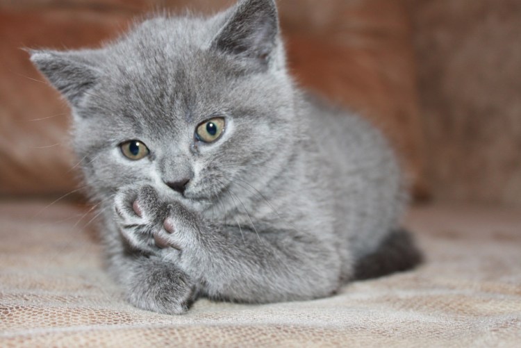 Шотландский кот скоттиш страйт голубой