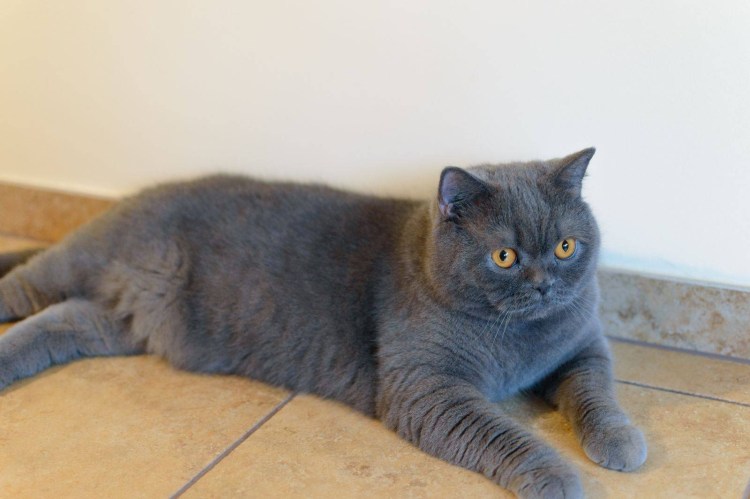 Британка кошка прямоухая