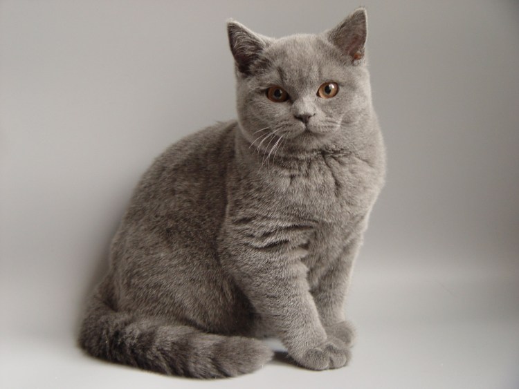 Шотландская Британская кошка прямоухая
