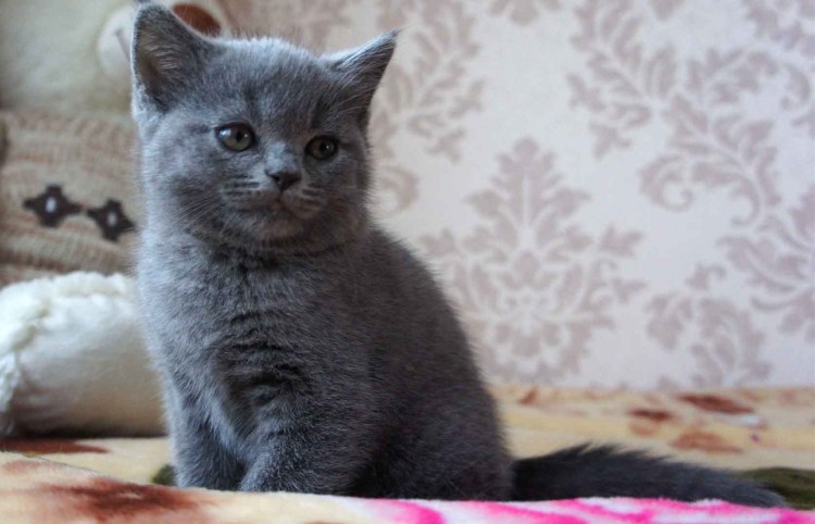 Шотландская котенок прямоухая серая
