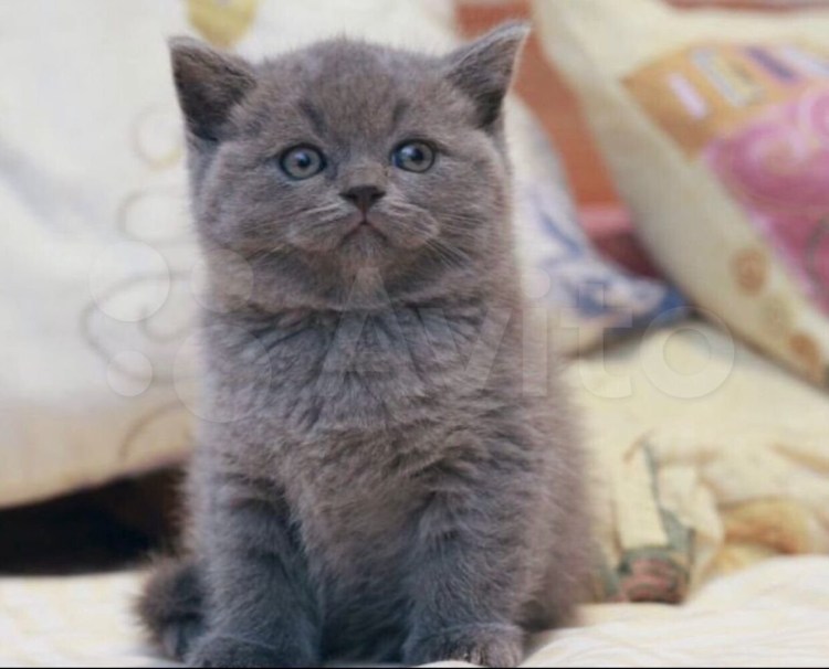 Британский скоттиш страйт