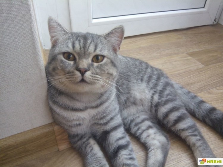 Британская дымчатая прямоухая