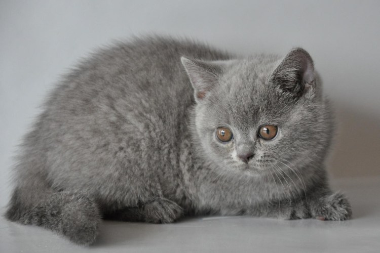 Британская прямоухая кошка