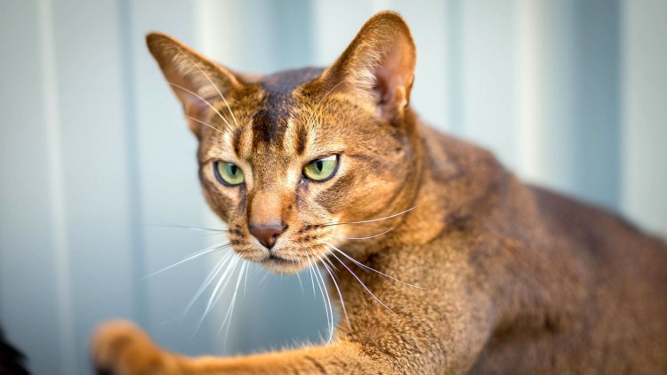 Абиссинская кошка