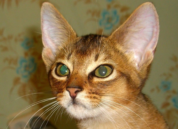 Абиссинская и Сомалийская кошка