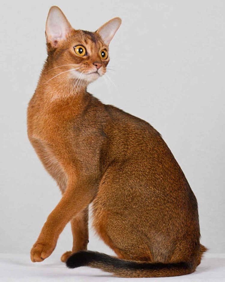 Абиссинская кошка