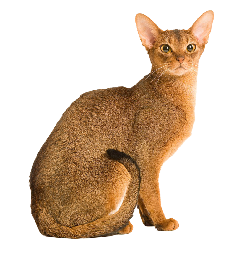 Порода кошек абиссинец
