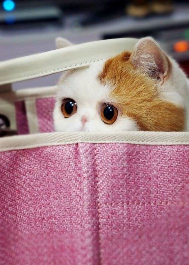 Японская порода кошек Снупи