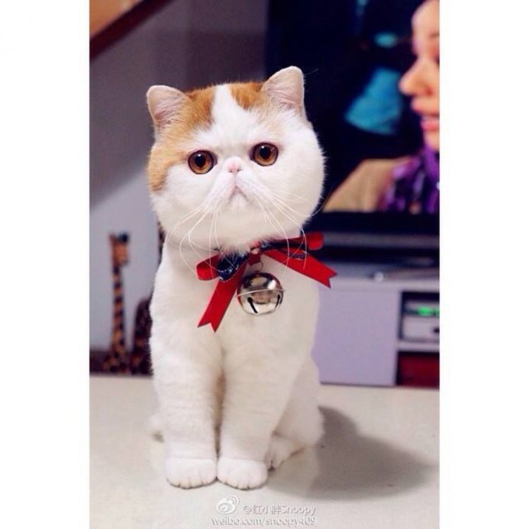 Экзот кошка