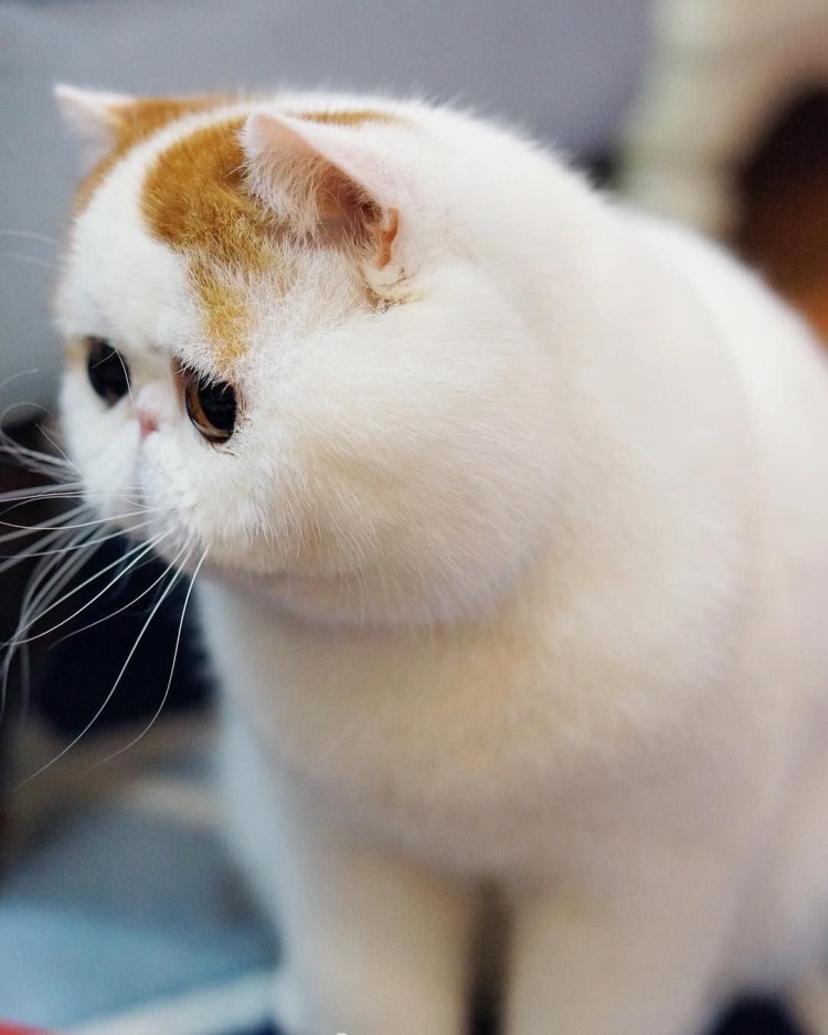 Котик с большими глазами