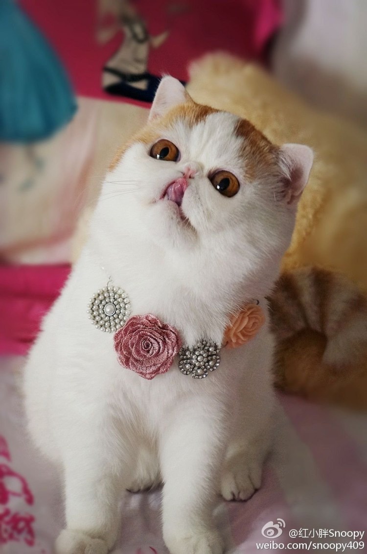 Экзот кошка