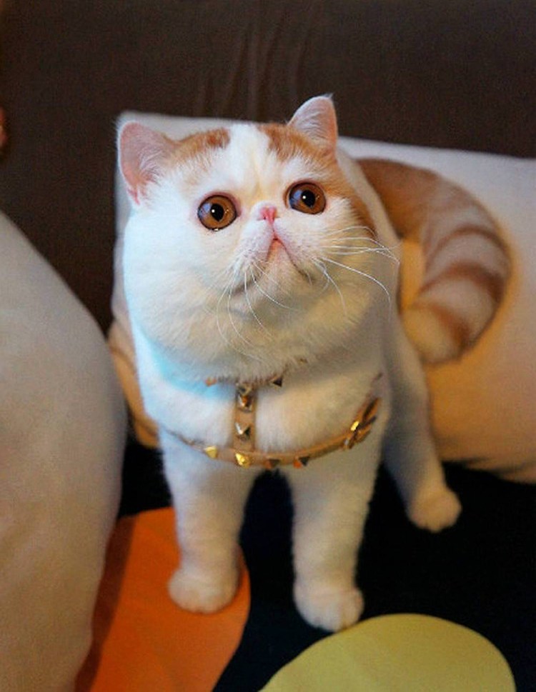 Кошки экзоты короткошерстные