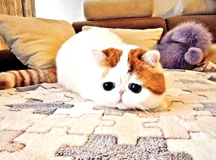 Экзот Снупи